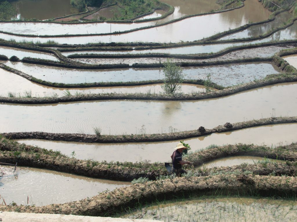 Un contadino cinese di Yunnan si aggira per le risaie allagate
