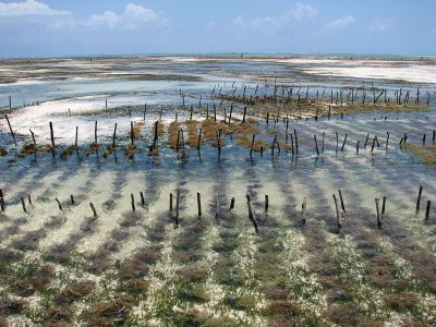 Coltivazione di alghe rosse a Zanzibar